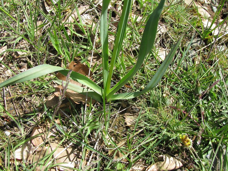 Allium phthioticum photo 2