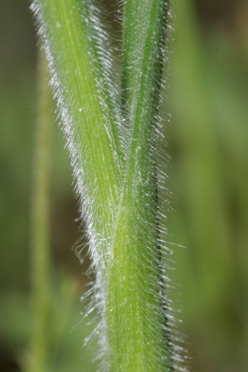 Allium pilosum