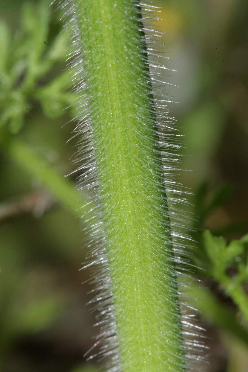 Allium pilosum photo 2