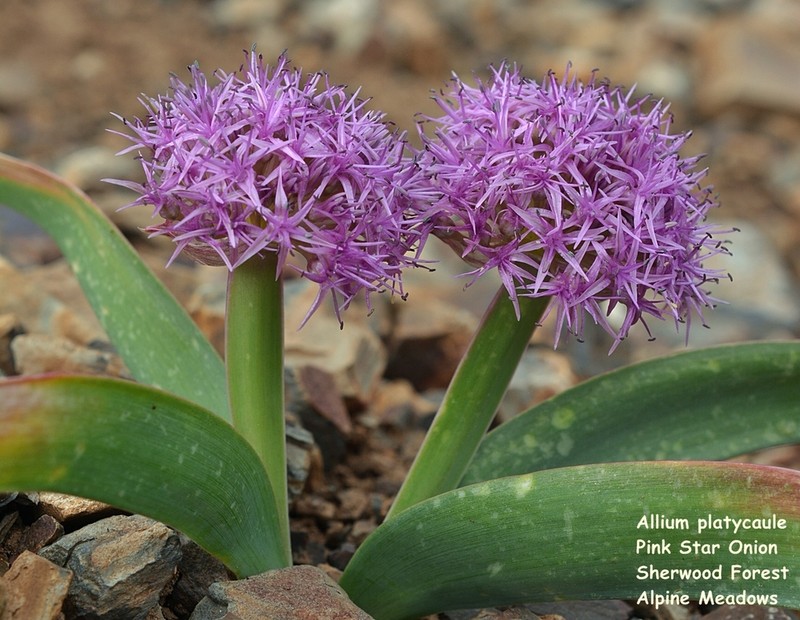 Broadstemmed Onion photo 2