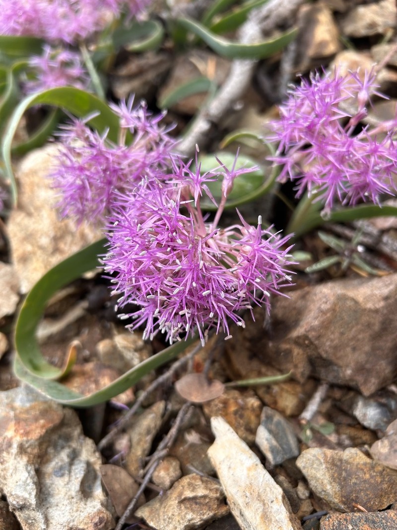 Broadstemmed Onion photo 3