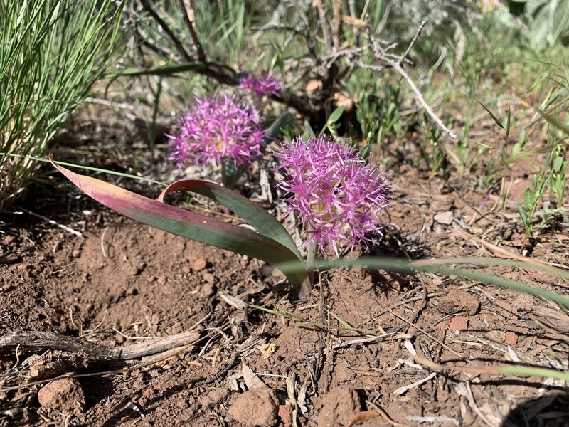 Broadstemmed Onion photo 4