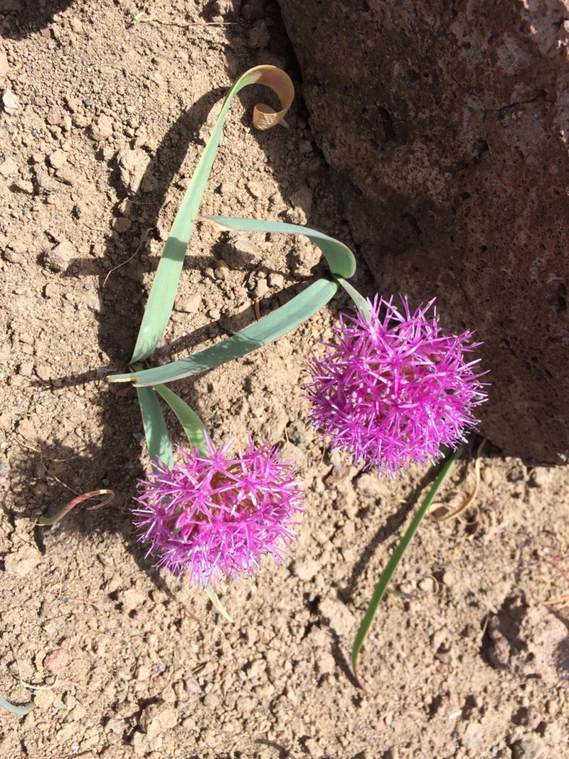 Broadstemmed Onion photo 5