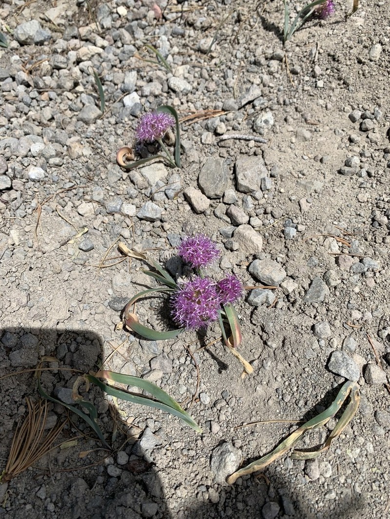 Broadstemmed Onion photo 6