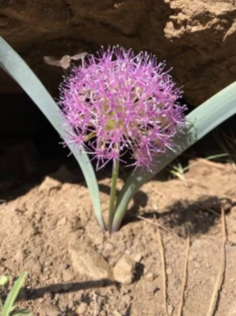 Broadstemmed Onion photo 7