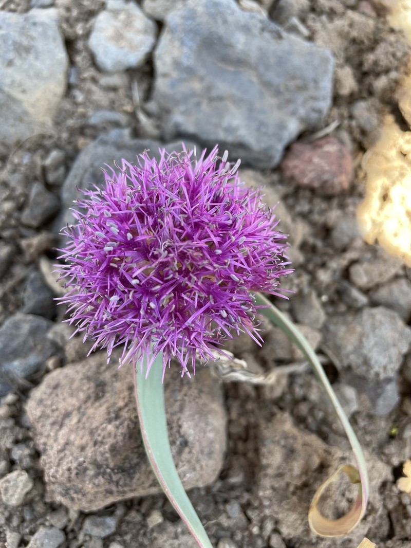Broadstemmed Onion photo 8