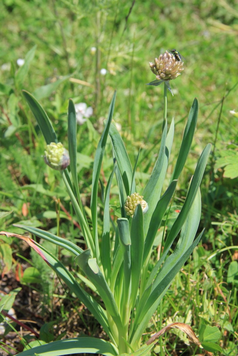 Allium platyspathum