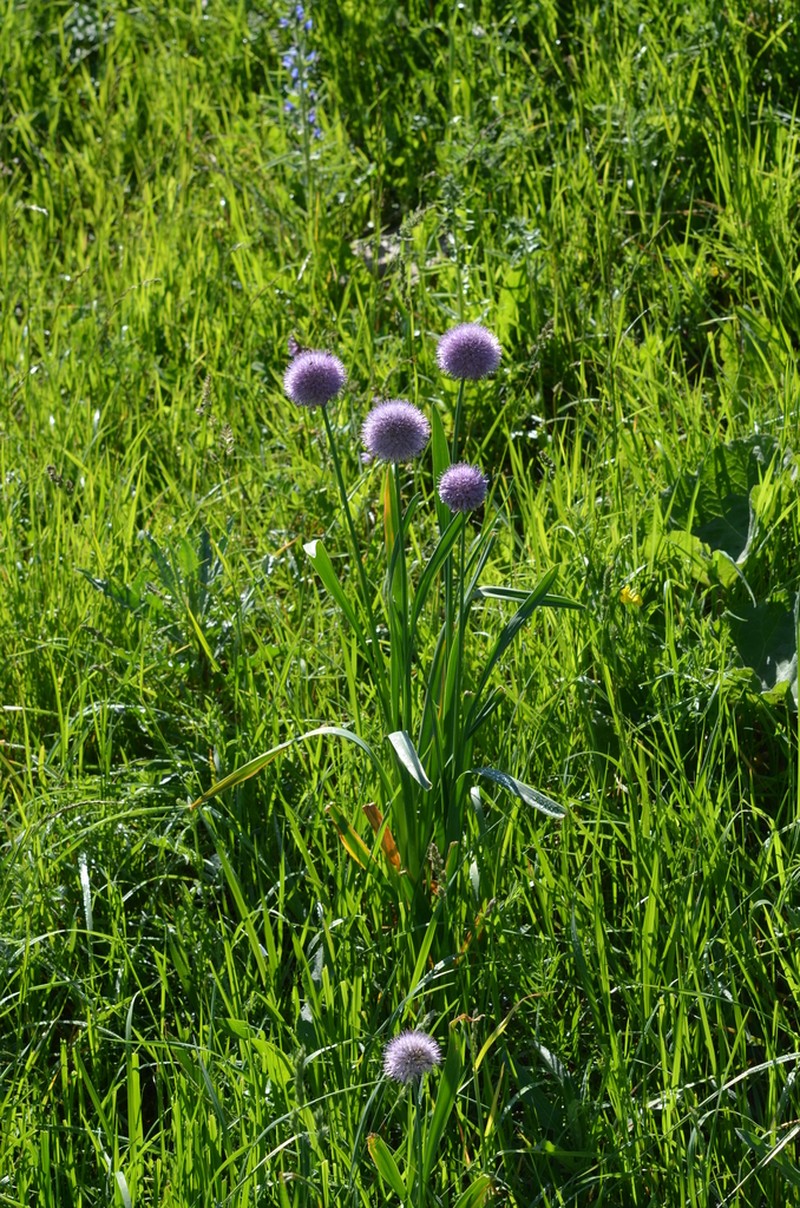 Allium platyspathum photo 2