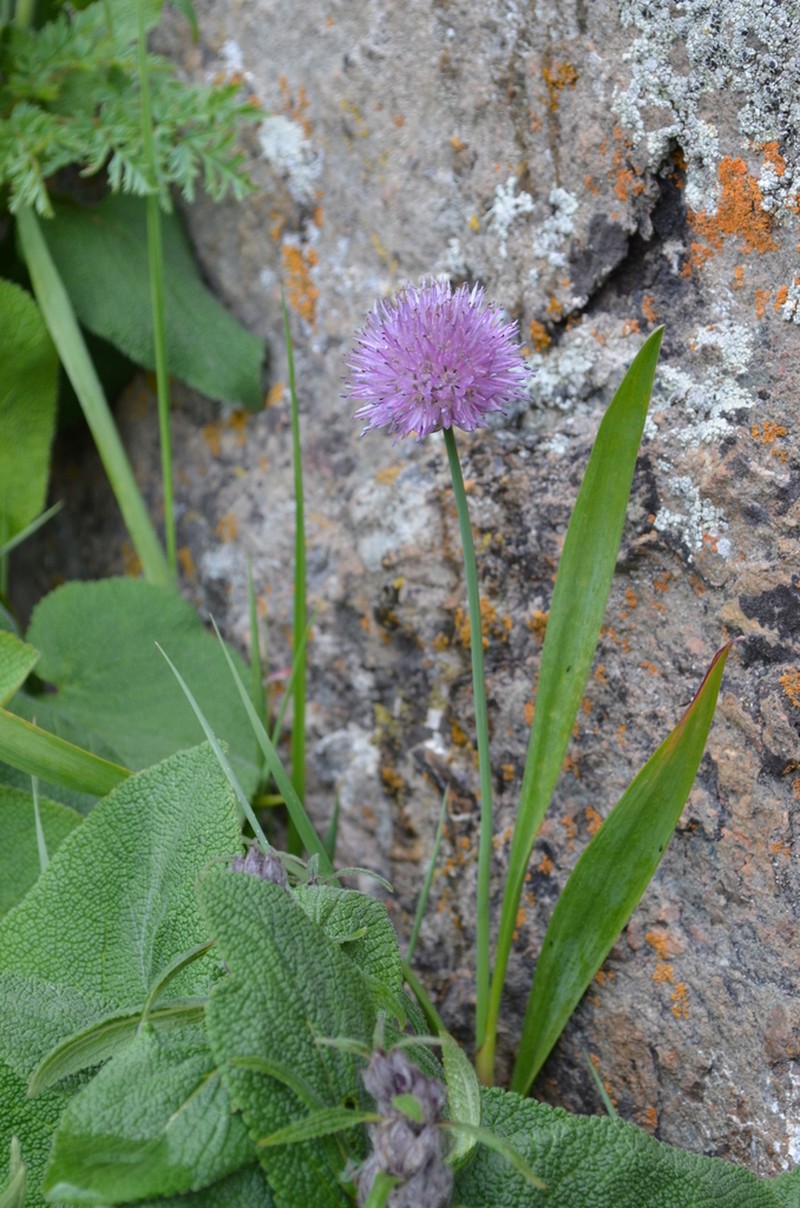 Allium platyspathum photo 3