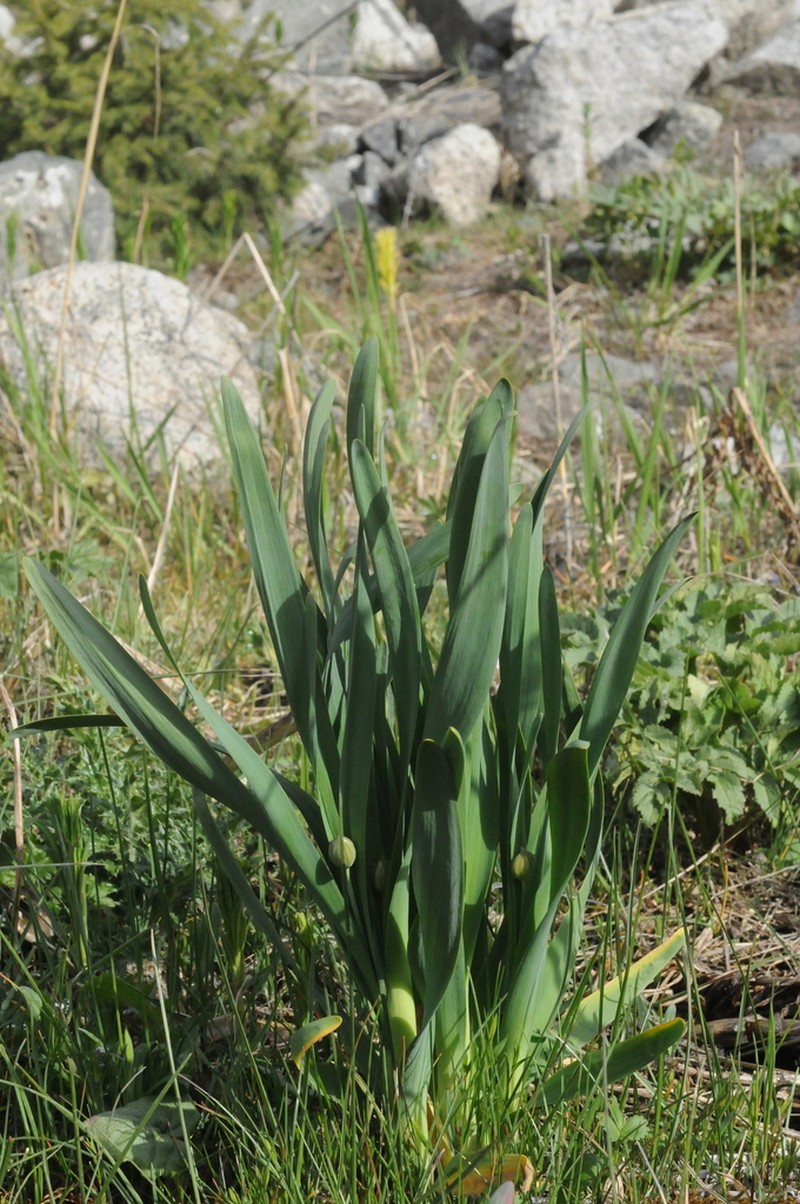 Allium platyspathum photo 4