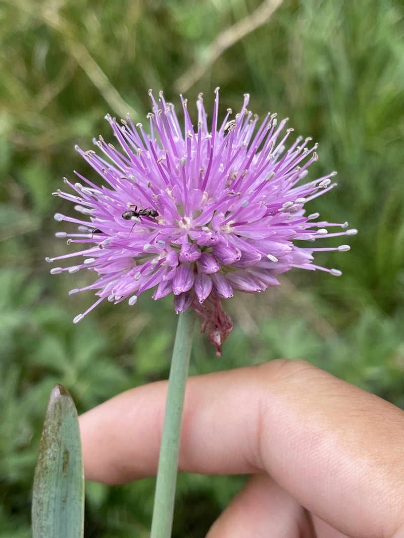 Allium platyspathum photo 5
