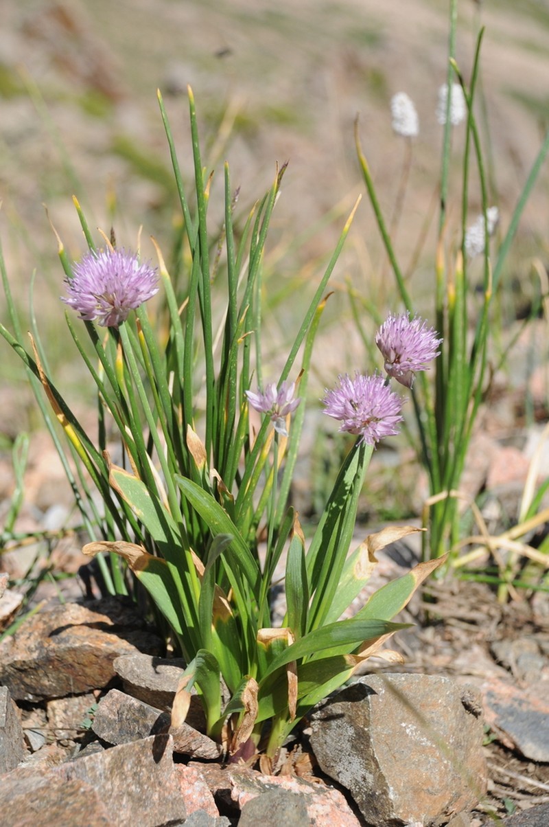 Allium platyspathum photo 6