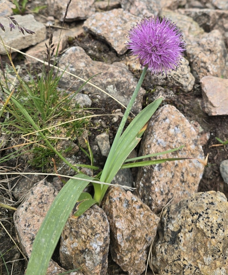 Allium platyspathum photo 7