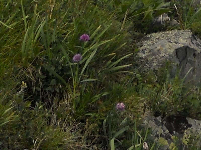 Allium platyspathum photo 8