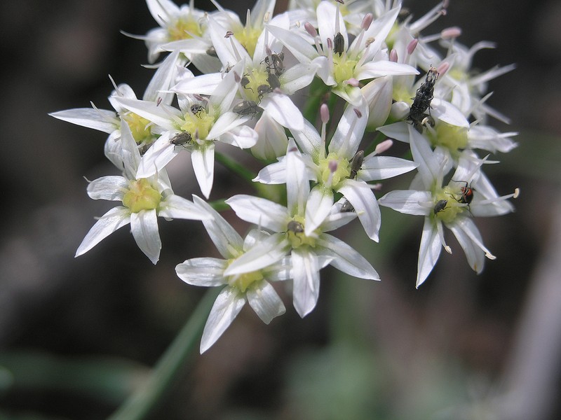 Tanners Canyon Onion