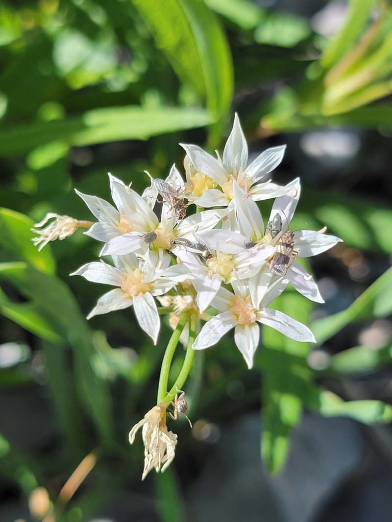 Tanners Canyon Onion photo 2