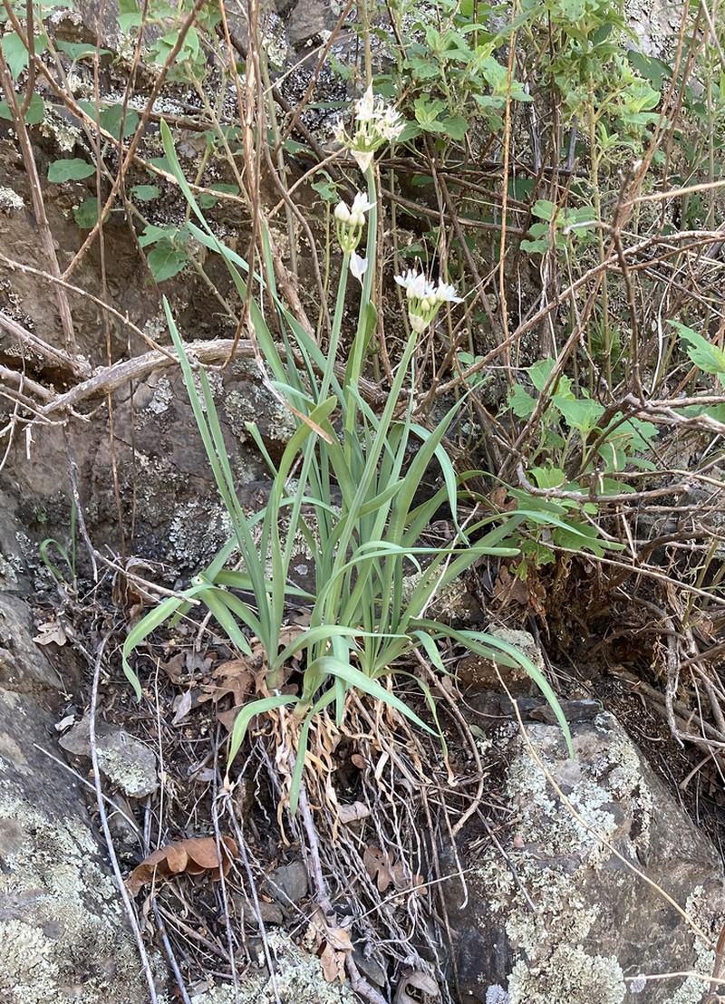 Tanners Canyon Onion photo 3