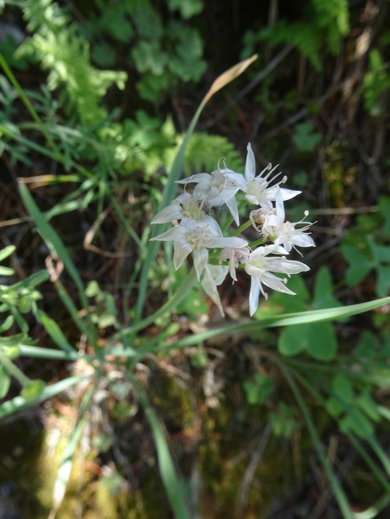 Tanners Canyon Onion photo 4