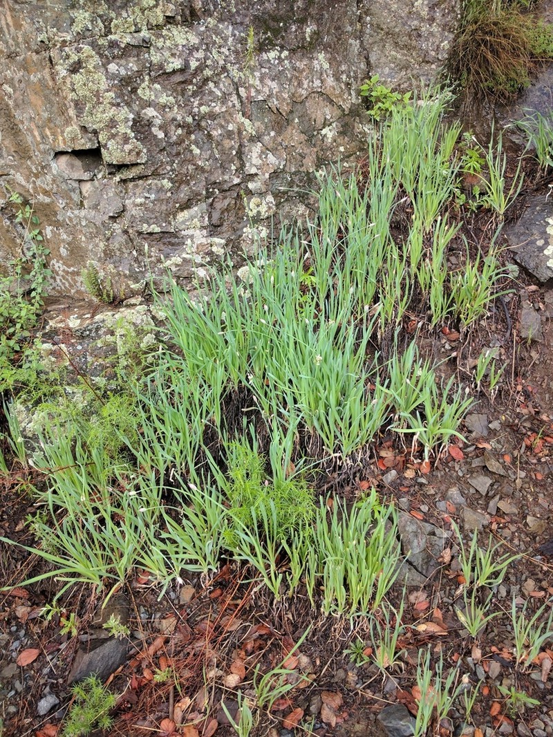 Tanners Canyon Onion photo 5