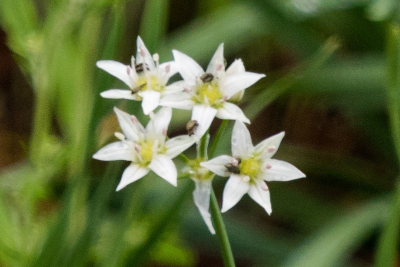 Tanners Canyon Onion photo 6