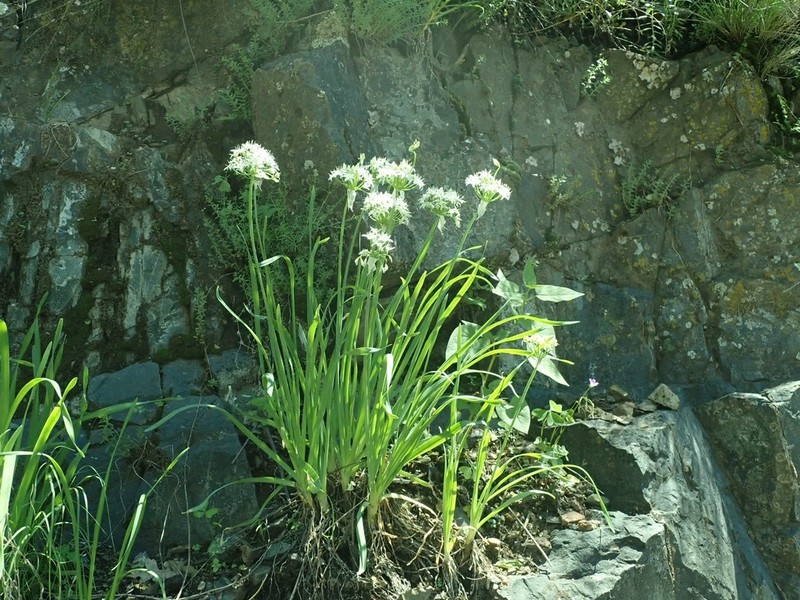 Tanners Canyon Onion photo 7