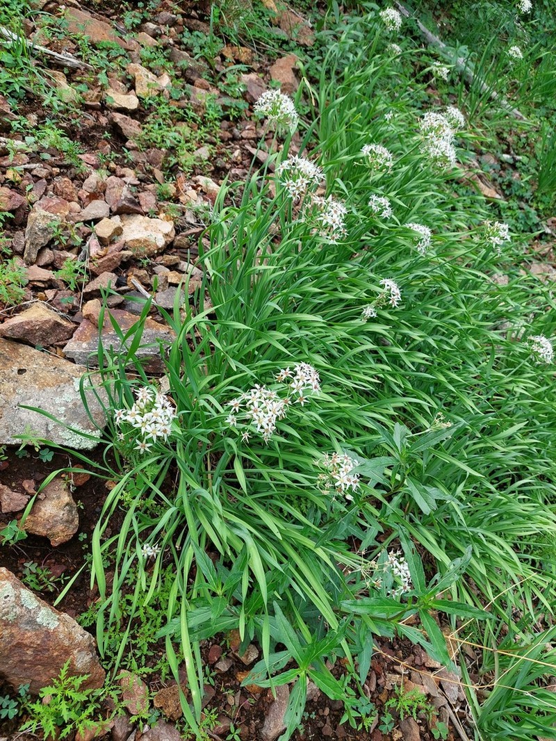 Tanners Canyon Onion photo 8