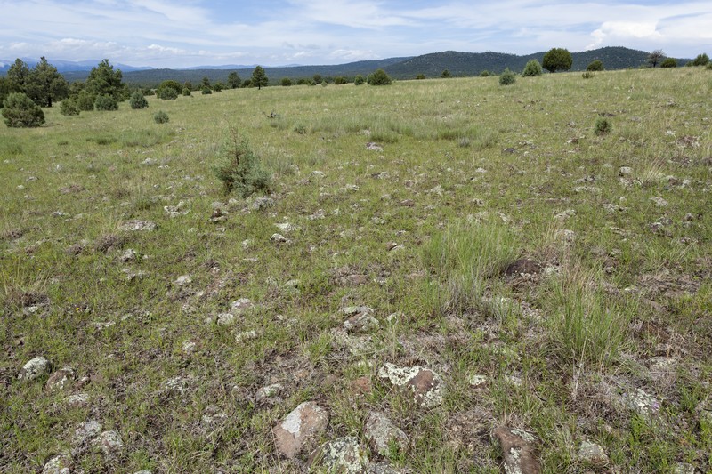 Tanners Canyon Onion