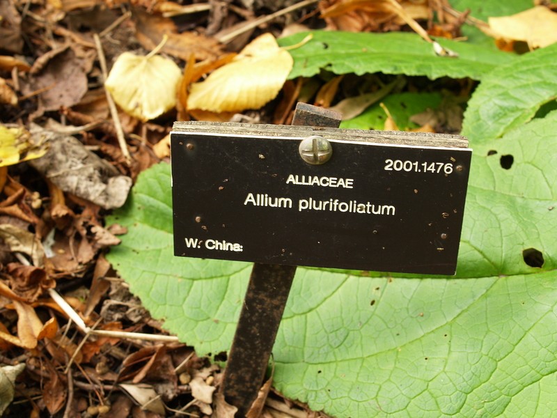 Allium plurifoliatum