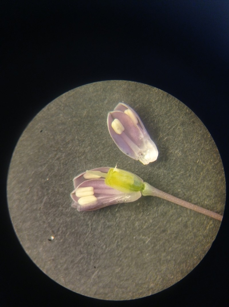 Allium podolicum