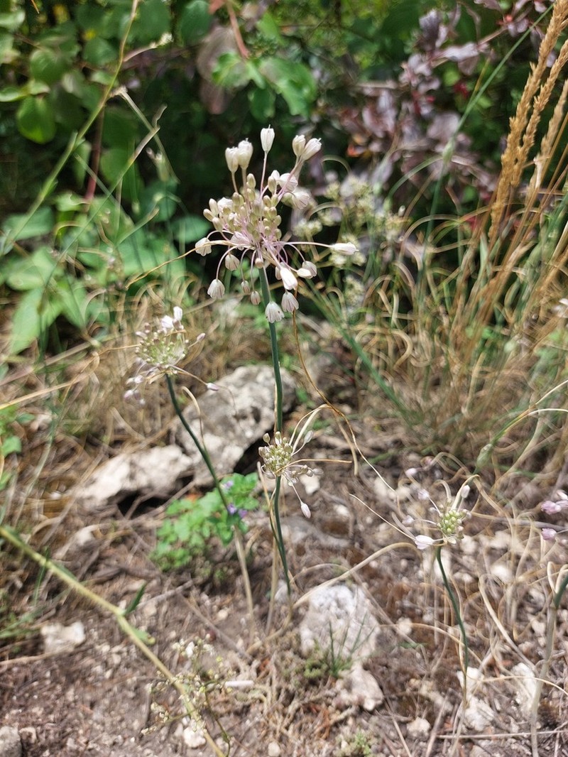 Allium podolicum photo 2