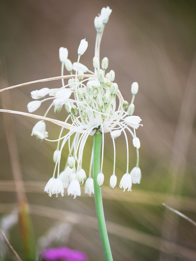 Allium podolicum photo 3