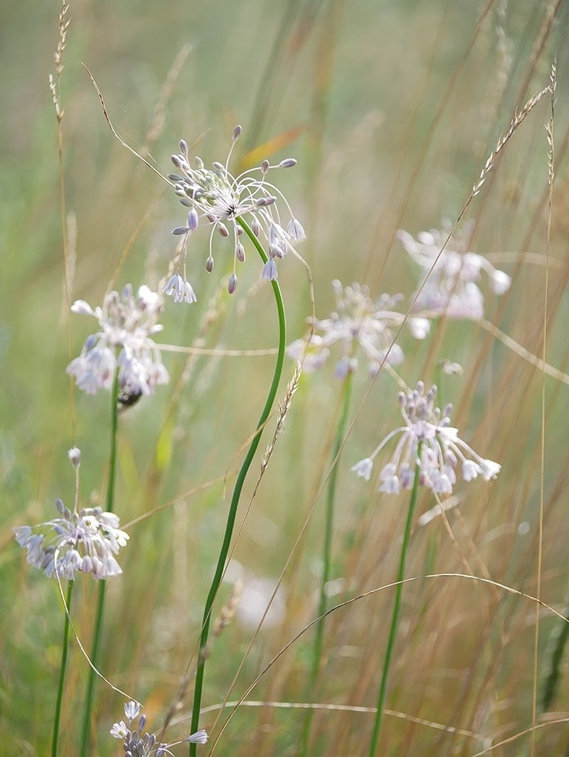 Allium podolicum photo 4