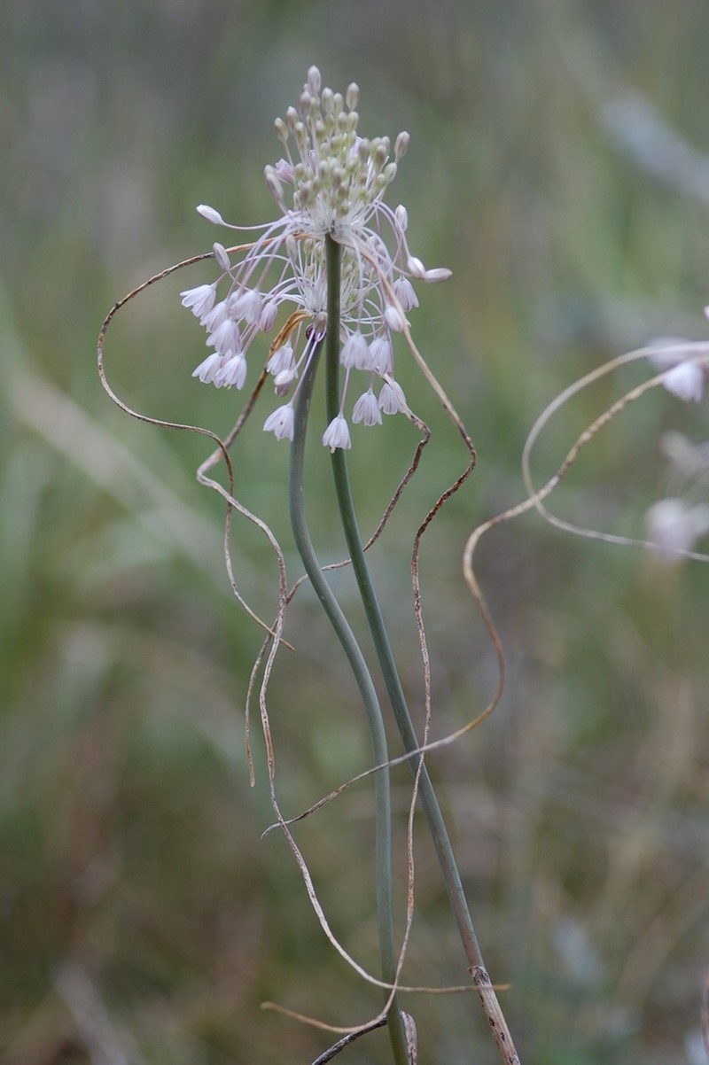 Allium podolicum photo 5
