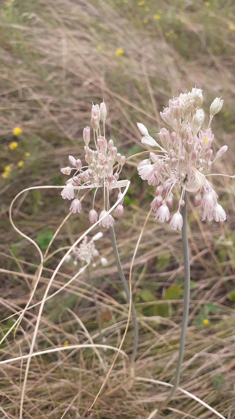 Allium podolicum photo 6