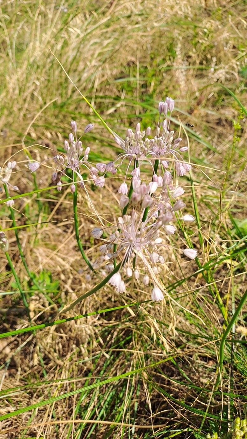 Allium podolicum photo 8