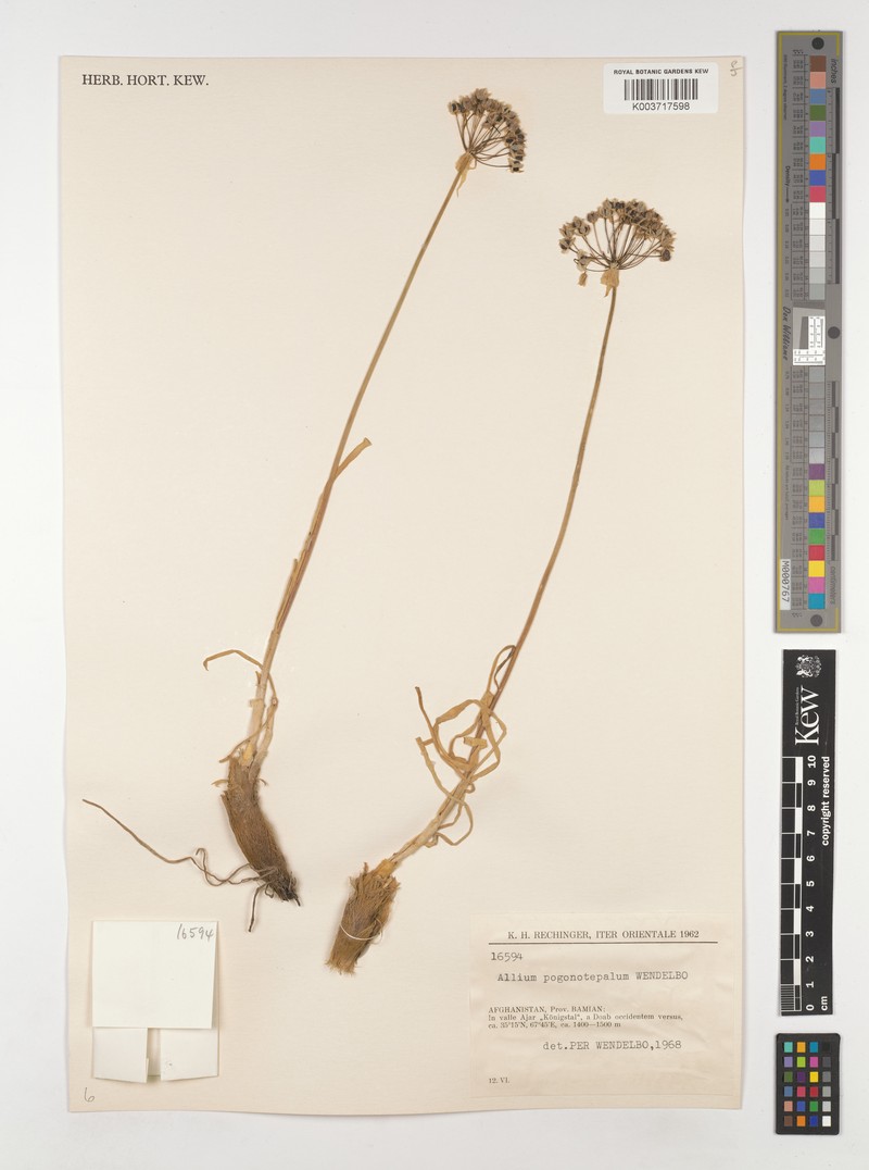 Allium pogonotepalum