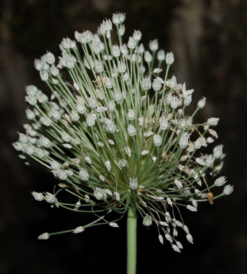 Allium polyanthum photo 2