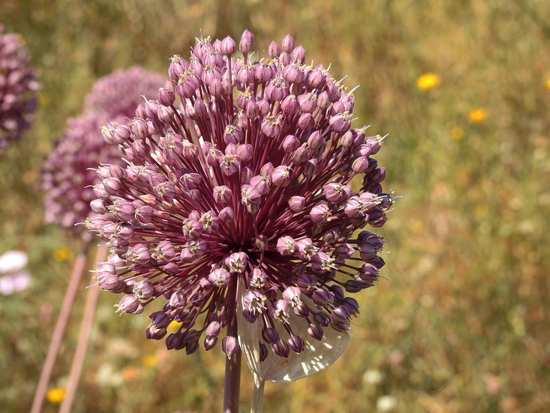 Allium polyanthum photo 3