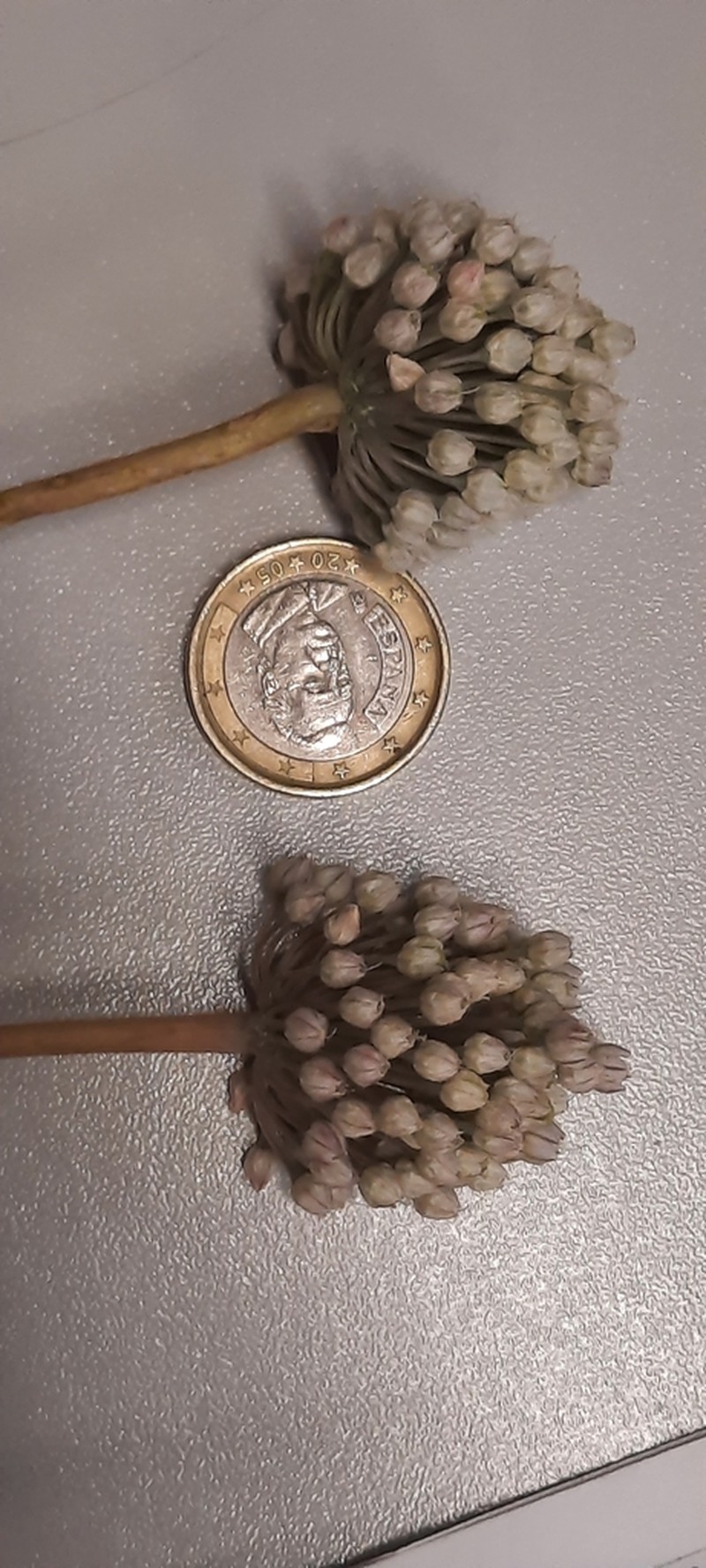 Allium polyanthum photo 4