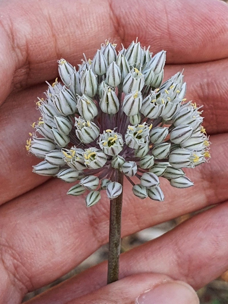 Allium polyanthum photo 5