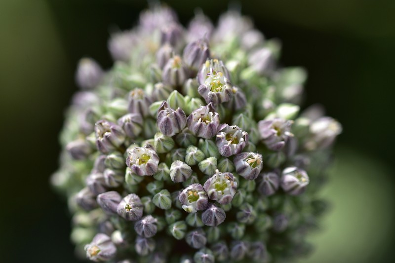 Allium polyanthum photo 6