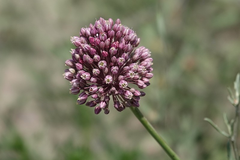 Allium polyanthum photo 7