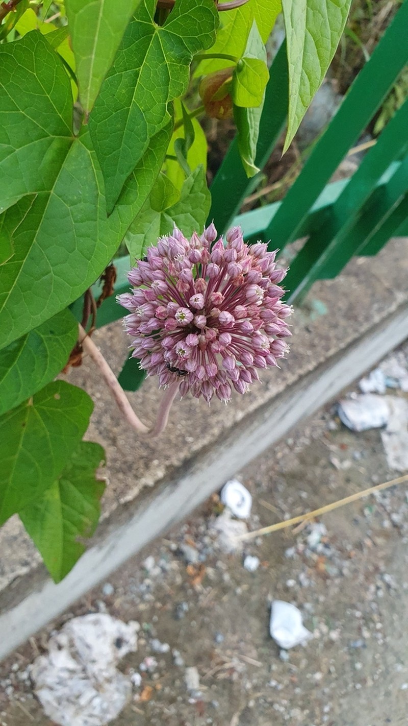 Allium polyanthum photo 8