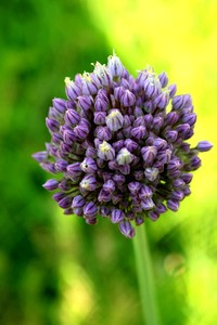 Allium polyrhizum