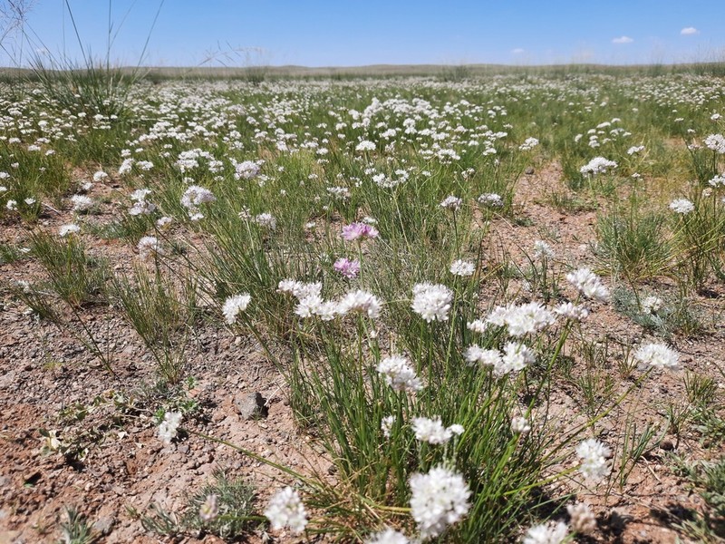Allium polyrhizum photo 2