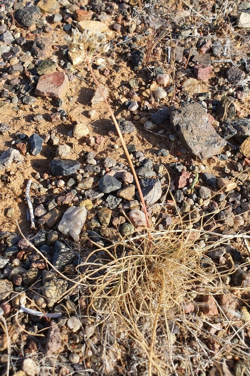 Allium polyrhizum photo 3