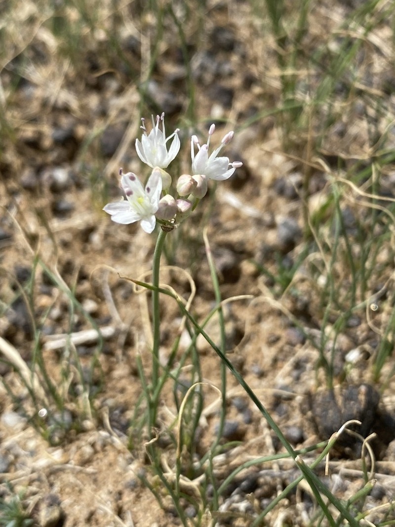 Allium polyrhizum photo 4