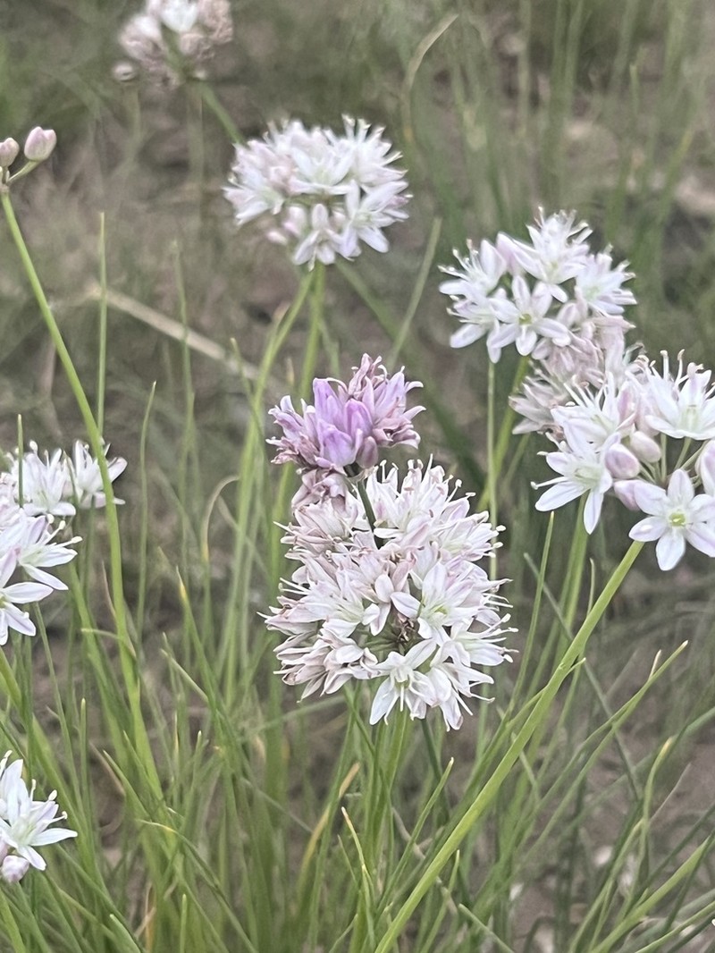 Allium polyrhizum photo 5