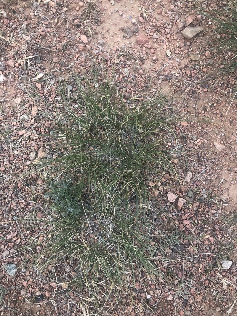 Allium polyrhizum photo 6