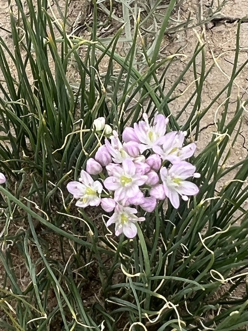 Allium polyrhizum photo 7